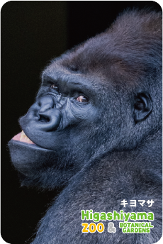 ZOO �ѥͥ�ޥ��ͥå�-094������ޥ��ʥ˥��������ɥ�����