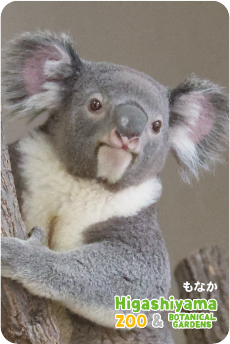 ZOO �ѥͥ�ޥ��ͥå�-095����ʤ��ʥ������