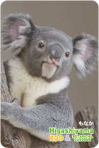 ZOO �ѥͥ�ޥ��ͥå�-095����ʤ��ʥ������