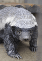 ZOO �ݥ��ȥ�����-062�����ӡ��ʥ顼�ƥ��