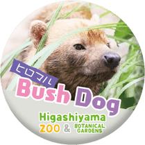 ZOO BADGE��56mm�ˡ��ҥ��ޥ�ʥ�֥��̡ˡ�EC�����