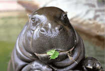 ZOO �ݥ��ȥ�����-059��������ʥ��ӥȥ��С�