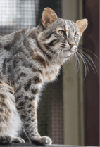 ZOO �ݥ��ȥ�����-165���٥ˡ� ����ʥĥ��ޥ�ޥͥ���