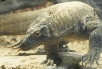 ZOO �ݥ��ȥ�����-171���������ʥ���ɥ����ȥ�����