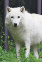 ZOO �ݥ��ȥ�����-194�����ʥ����󥪥����ߡ�