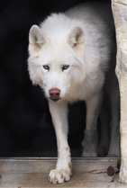 ZOO �ݥ��ȥ�����-196���ƥ���ʥ����󥪥����ߡ�
