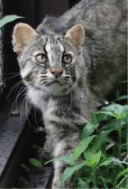 ZOO �ݥ��ȥ�����-197����礦�ʥĥ��ޥ�ޥͥ���