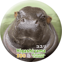 ZOO BADGE-113�������ʥ��ӥȥ��С�