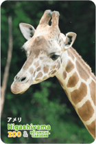 ZOO �ѥͥ�ޥ��ͥå�-082�������ʥ��ߥᥭ����