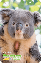 ZOO �ѥͥ�ޥ��ͥå�-115�������դ��ʥ������