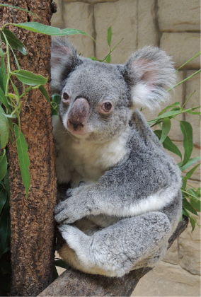 ZOO �ݥ��ȥ�����-119��������ġʥ������