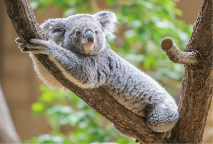 ZOO �ݥ��ȥ�����-122�����ޤ��ʥ������