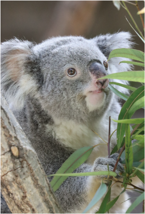 ZOO ポストカード-143 ティリー（コアラ） | 東山動植物園の公式グッズ