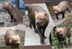 ZOO �ݥ��ȥ�����-208���ҥ��ޥ�ʥ�֥��̡�