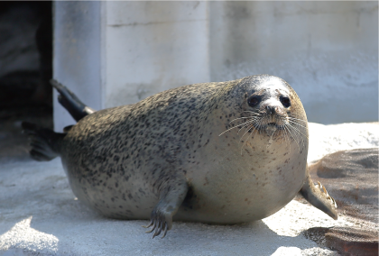 ZOO �ݥ��ȥ�����-045�����ޤ����ʥ��ޥե����饷��