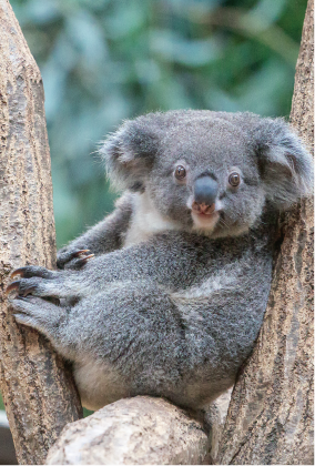 poko❀ハムサの幸運の手　無限龍様　八角ダブルフトマニ図❀ LUXXE がまかつ ラグゼ 桜幻 カスタムチューン フックセット