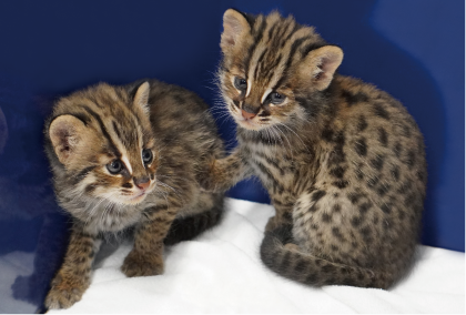 ZOO ポストカード-148 ツシマヤマネコ（さご&さすな） | 東山動