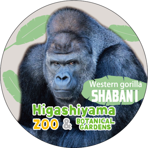 �ޥ����󥰥ơ��ס�����С���