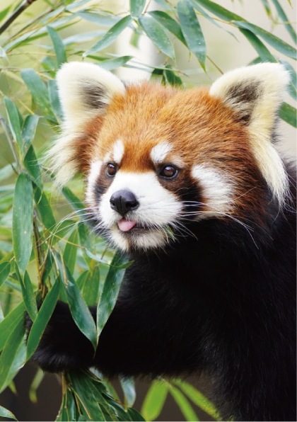 ZOO �����Х�-014���줤���ʥ�å����ѥ����