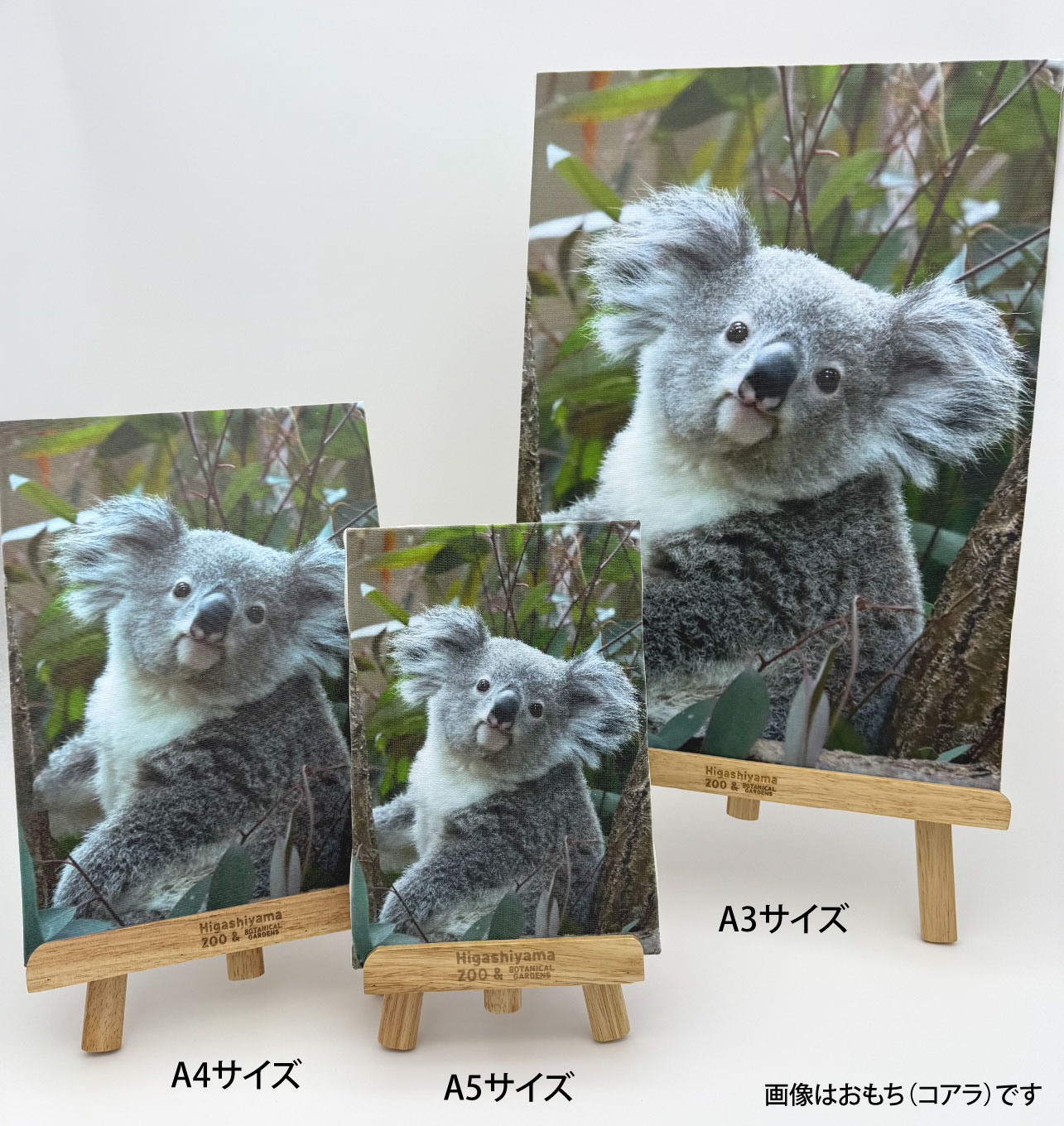 ZOO �����Х�-014���줤���ʥ�å����ѥ����