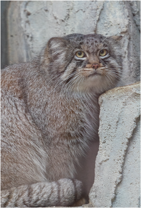 ZOO ポストカード-140 マヌルネコ（エル） | 東山動植物園公式,雑貨