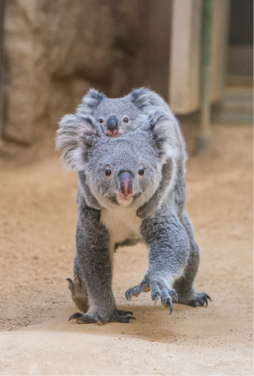 ZOO �ݥ��ȥ�����-108���ۥ꡼���ʤʤߡʥ������