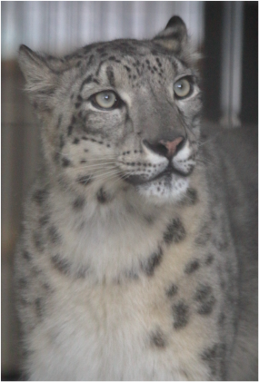 ZOO ポストカード-039 ユキヒョウ（リアン） | 東山動植物園公式,雑貨