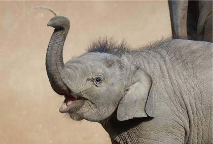 ZOO �ݥ��ȥ�����-162�������ʥ�����������