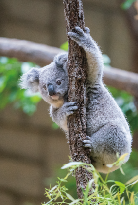 ZOO �ݥ��ȥ�����-113�������ʥ������