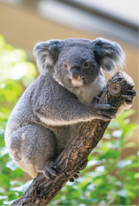 ZOO �ݥ��ȥ�����-116�����ʥ������