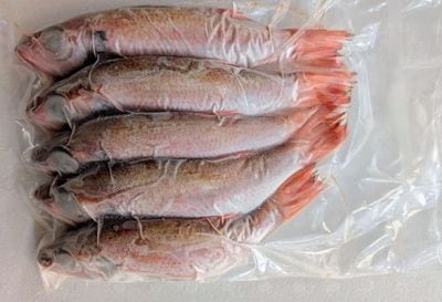 【送料込】天然のどぐろ　5匹入