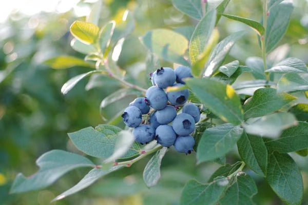 ごろごろ果実の能登ブルーベリーソース