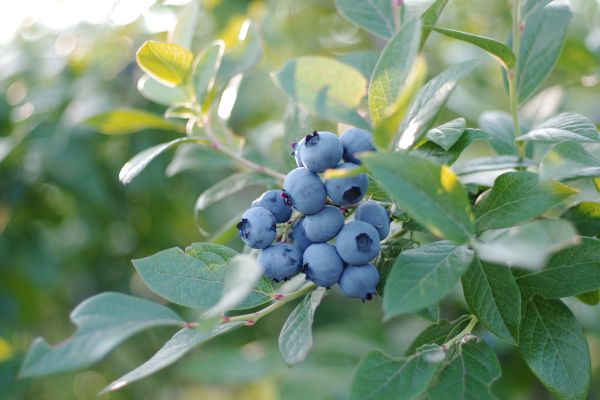 ミルクに入れて飲む能登ブルーベリー