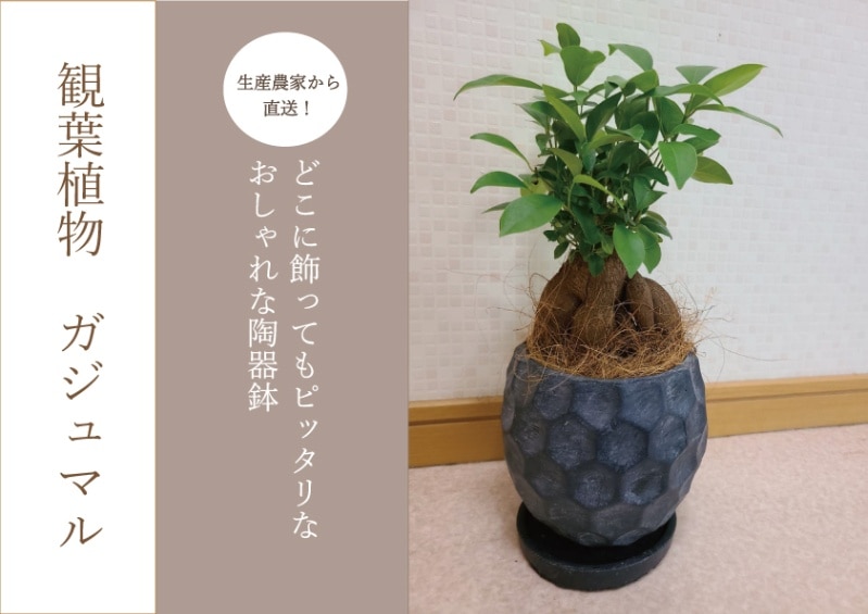 幸運を運ぶ！？ガジュマル【エコグリーン観葉植物】