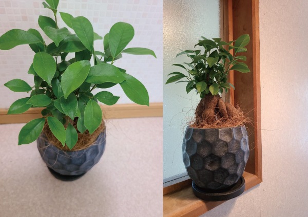 幸運を運ぶ ガジュマル エコグリーン観葉植物 お店別 エコグリーンヒガシ おおむらマーケット