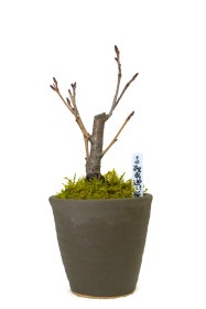 【葉桜】<2026年 数量限定> 京都小鉢（ミニ盆栽）京桜シリーズ 御車返し桜（みくるまがえし）