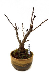 【1月24日10:00 再販予定】<2026年 数量限定> 京都小鉢（ミニ盆栽）京桜シリーズ 南殿桜（なでん）