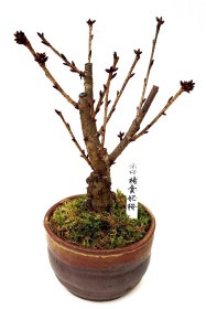 【葉桜】<2026年 数量限定> 京都小鉢（ミニ盆栽）京桜シリーズ 楊貴妃桜（ようきひ）
