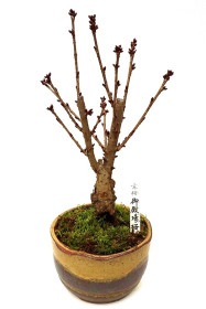 【葉桜】<2026年 数量限定>  京都小鉢（ミニ盆栽）京桜シリーズ 御殿場桜（ごてんば）