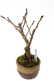 【葉桜】<2026年 数量限定> 京都小鉢（ミニ盆栽）京桜シリーズ 手弱女桜（たおやめ）