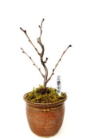 【葉桜】<2026年 数量限定> 京都小鉢（ミニ盆栽）京桜シリーズ 鬱金桜（うこん）