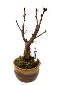 【葉桜】<2026年 数量限定> 京都小鉢（ミニ盆栽）京桜シリーズ 御衣黄桜（ぎょいこう）