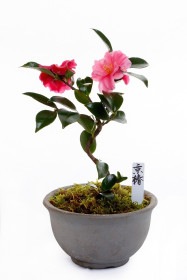 【2026年 数量限定】京都小鉢（ミニ盆栽）京赤椿（信楽焼アソート陶器）