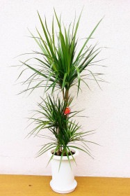 【※現在販売調整中】観葉植物 ドラセナ マジェンタ