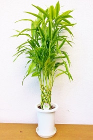 【※現在販売調整中】観葉植物 サンデリアーナ・ゴールド