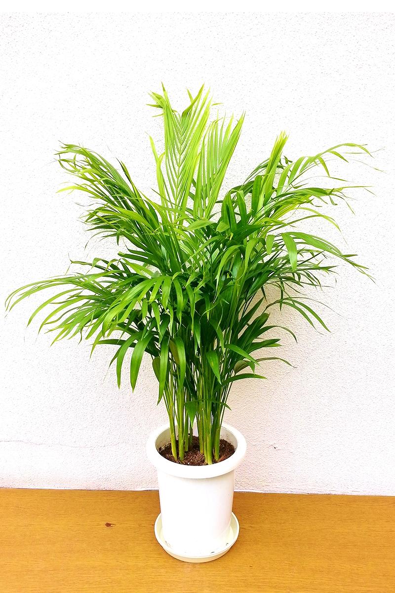 【※現在販売調整中】観葉植物 アレカ椰子