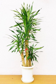 【※現在販売調整中】観葉植物 ドラセナ リキ