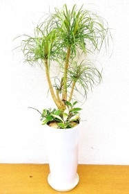 【※現在販売調整中】観葉植物 ポニーテール 寄せ植え（白陶器付）