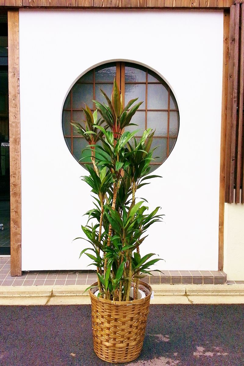 【※現在販売調整中】観葉植物 ドラセナ コルジリネ 赤（鉢カバー付）