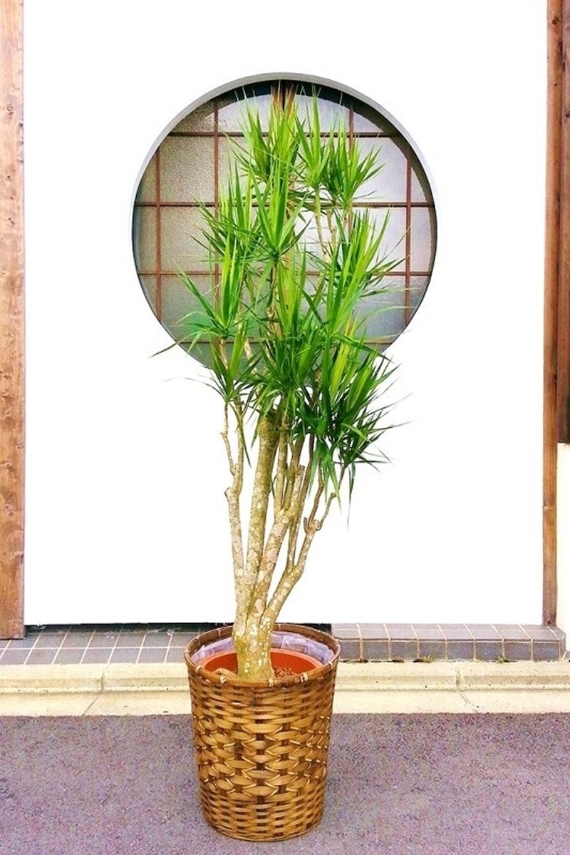 【※現在販売調整中】観葉植物 ドラセナ コンシンネ（鉢カバー付）